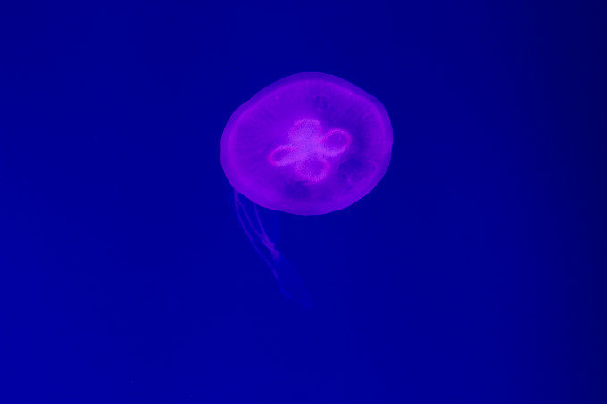 夏令營(yíng)第二季，新華學(xué)子一起遨游海洋王國(guó)