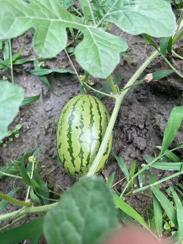 豐收季來襲！新華農(nóng)場喜迎豐收季~