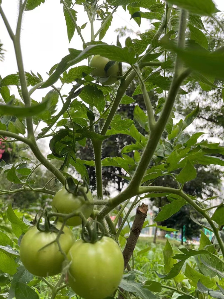 豐收季來襲！新華農(nóng)場喜迎豐收季~