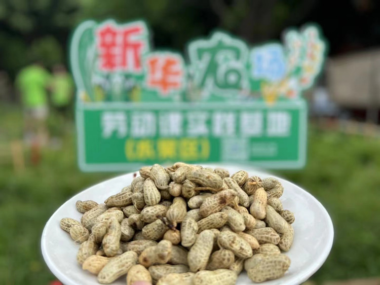豐收季來襲！新華農(nóng)場喜迎豐收季~
